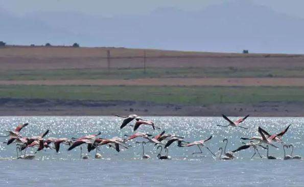 Arin Gölü'nde flamingo şöleni - Resim: 6